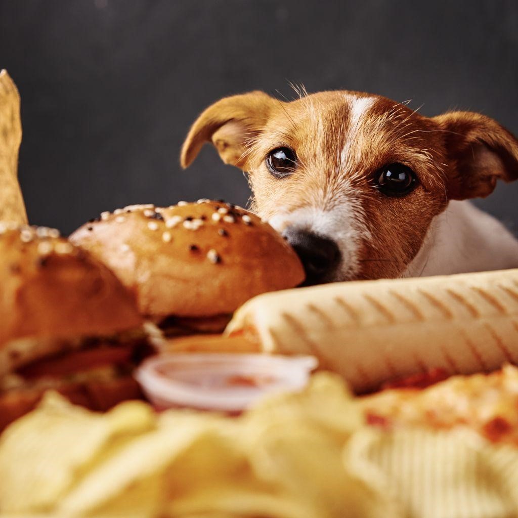 Can Dogs Eat Cheeseburgers?
