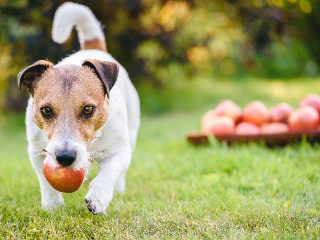 Can Dogs Eat Apple Peel?