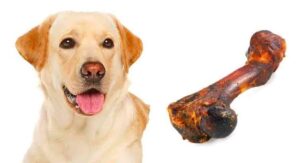 Is Raw chicken bone good for dogs?