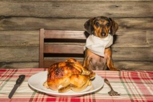 How to boil ground turkey for dogs?