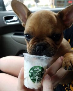 Can dogs have a Puppuccino?