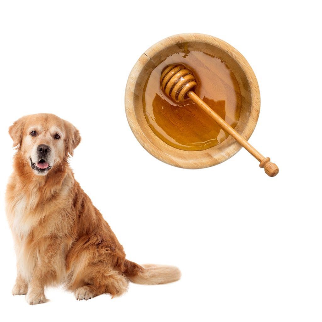 Can Dogs Eat Honeycomb?