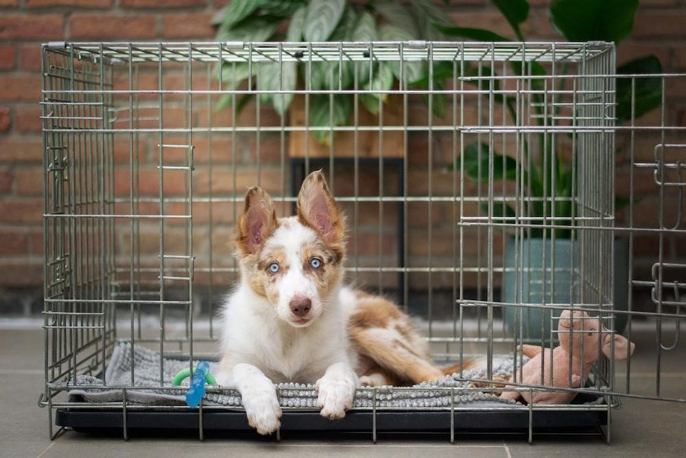When is the puppy ready to sleep out of the crate?