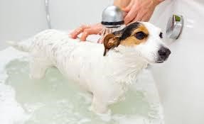 Can You Use Avon Skin So Soft on Dogs?