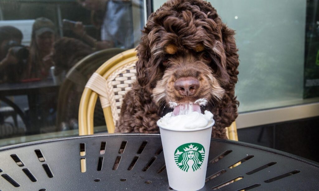 Can dogs have a Puppuccino?