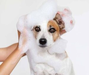 Can You Use Avon Skin So Soft on Dogs?