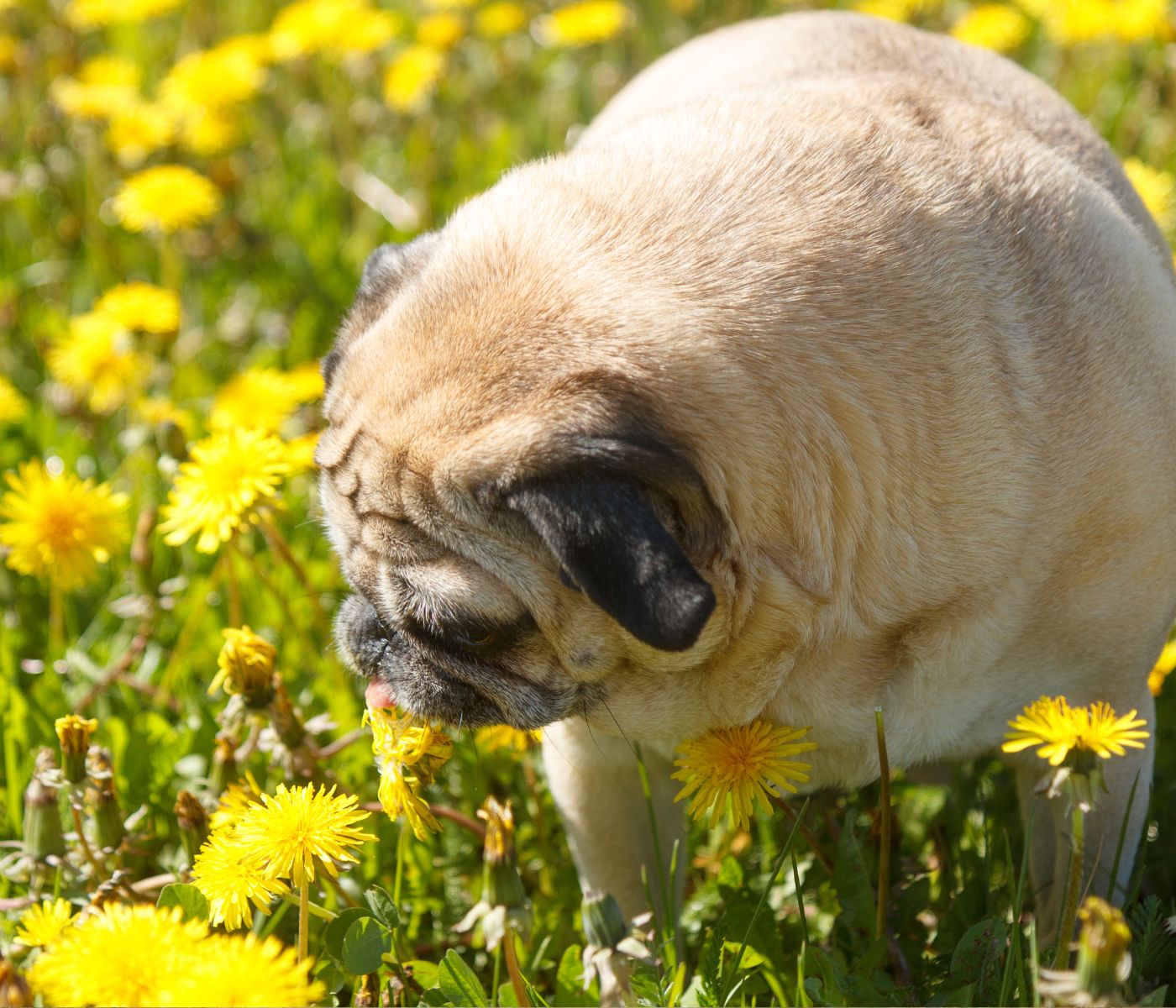 Will eating dandelions hurt my dog?