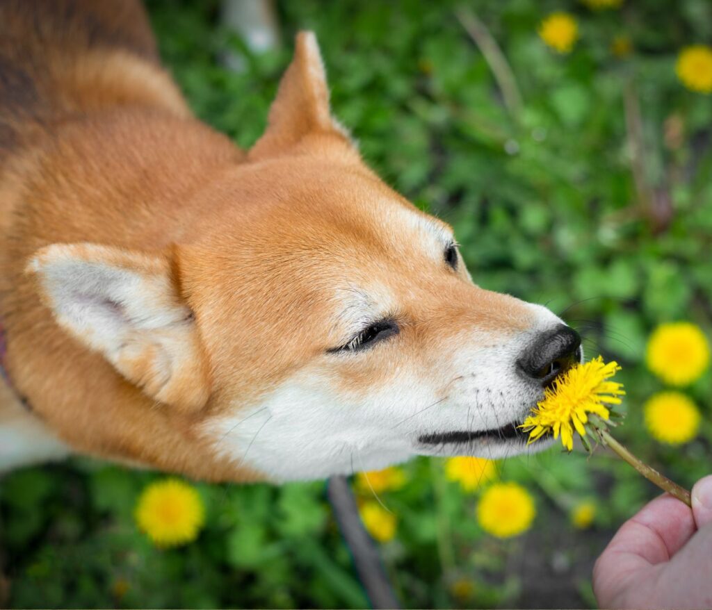 Will Eating Dandelions Hurt my Dog?
