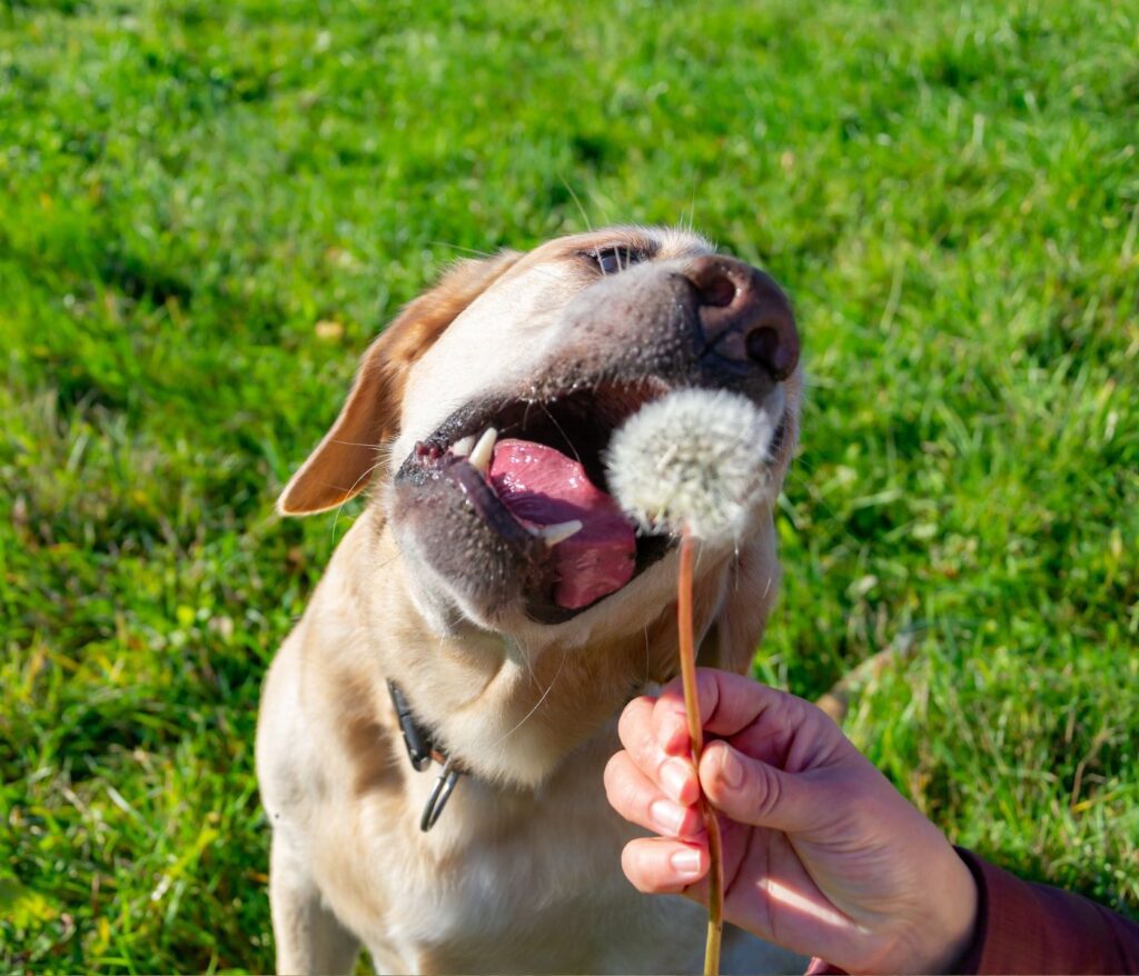 Will Eating Dandelions Hurt my Dog?
