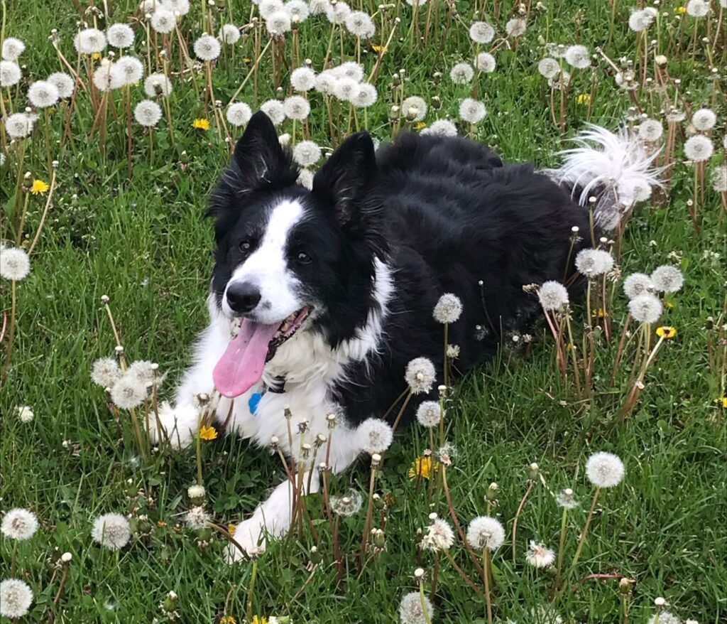 Will Eating Dandelions Hurt my Dog?
