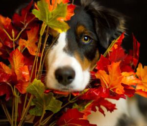 Why does my dog eat leaves?