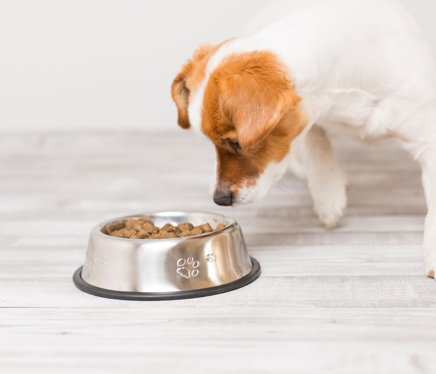 Is it Okay to feed my small dog large-breed food?