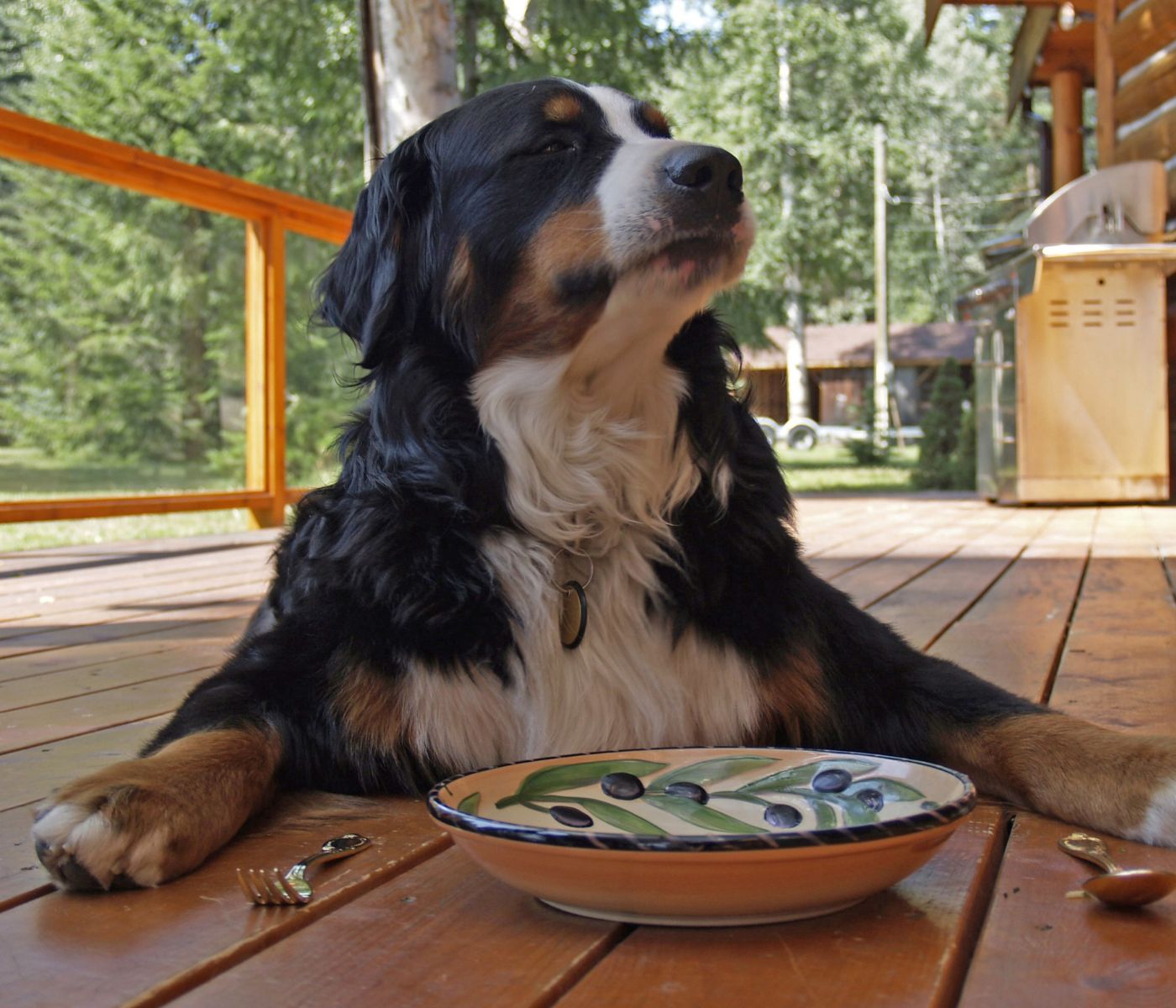 Is Beef Esophagus Safe for Dogs? - Patmydoggie