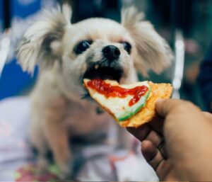 Can Dogs Eat Pizza Cheese?