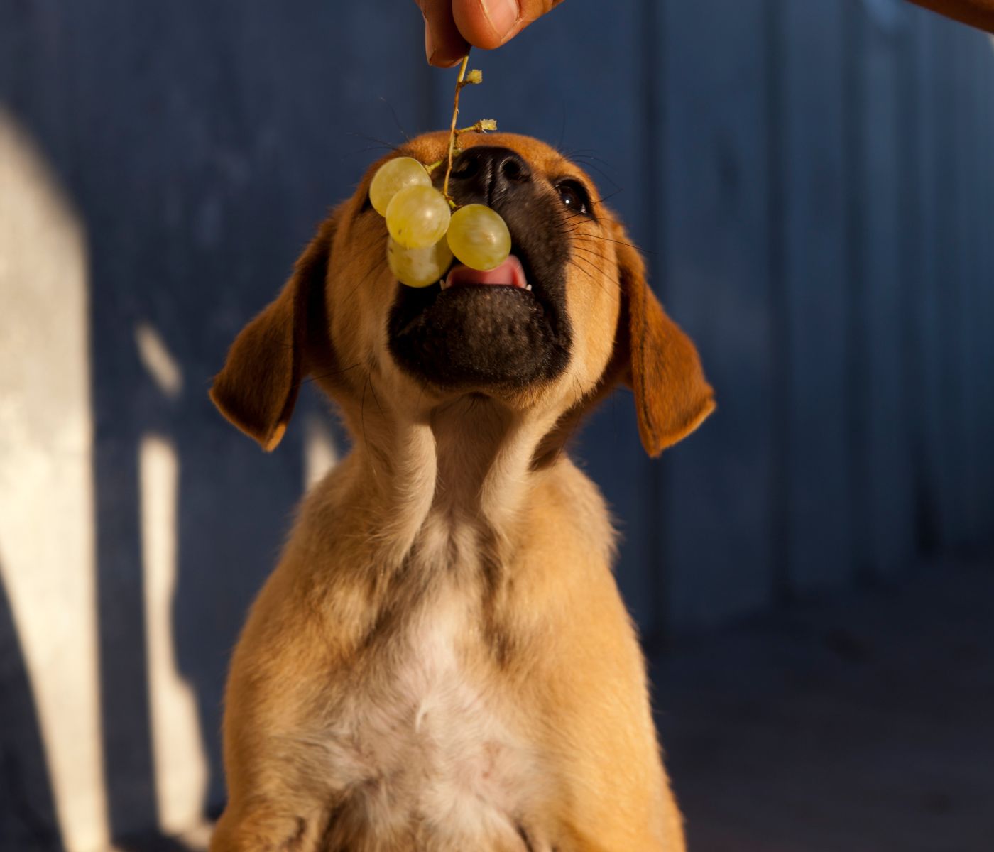 5 Reasons Why Grape Leaves Are Toxic To Dogs