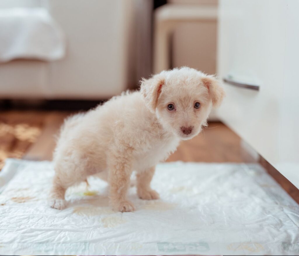 will-bleach-get-rid-of-urine-smell-on-concrete-patmydoggie