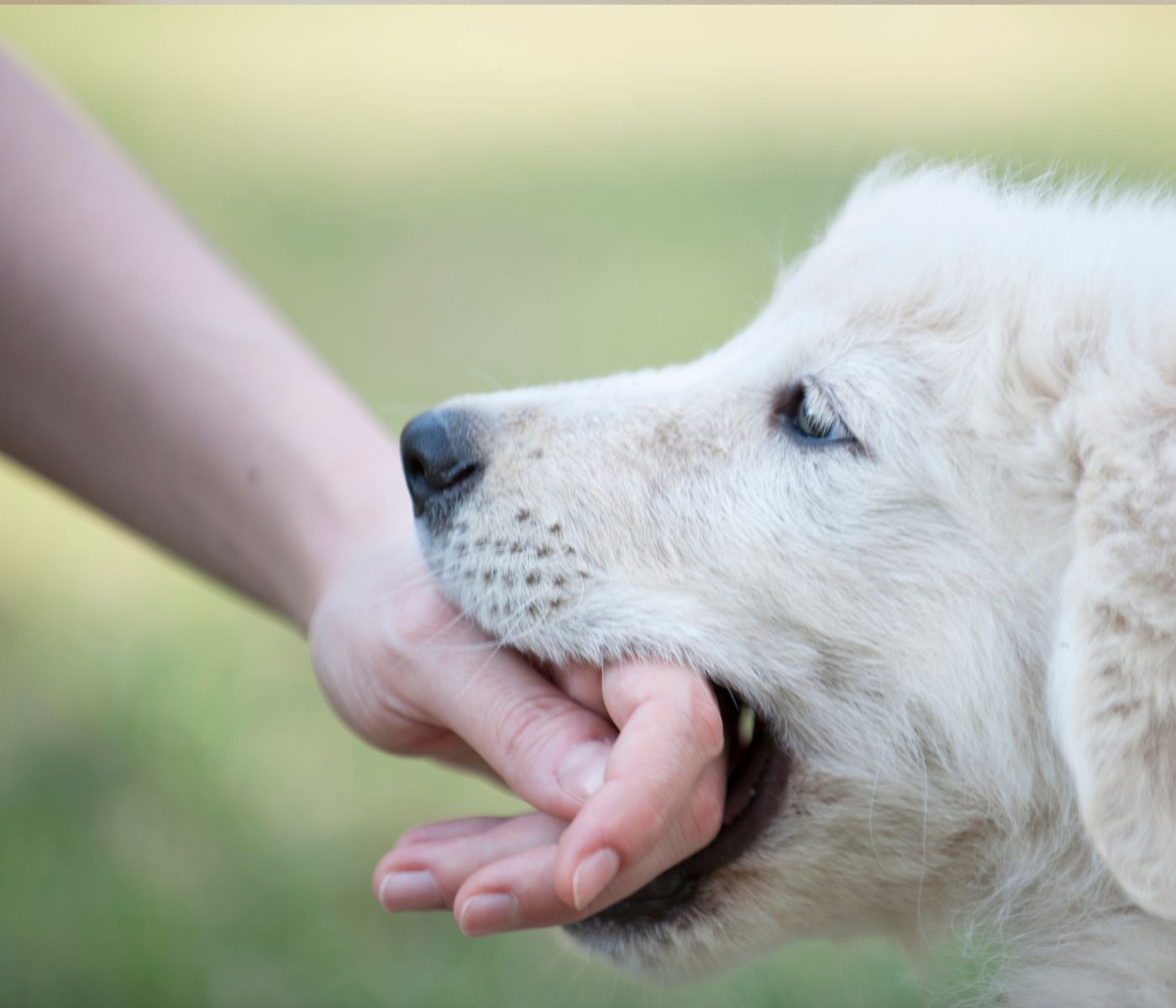 why-does-my-8-month-old-puppy-keep-biting-how-to-stop-patmydoggie