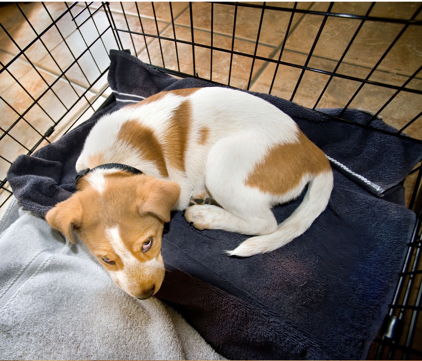 When is the puppy ready to sleep out of the crate?