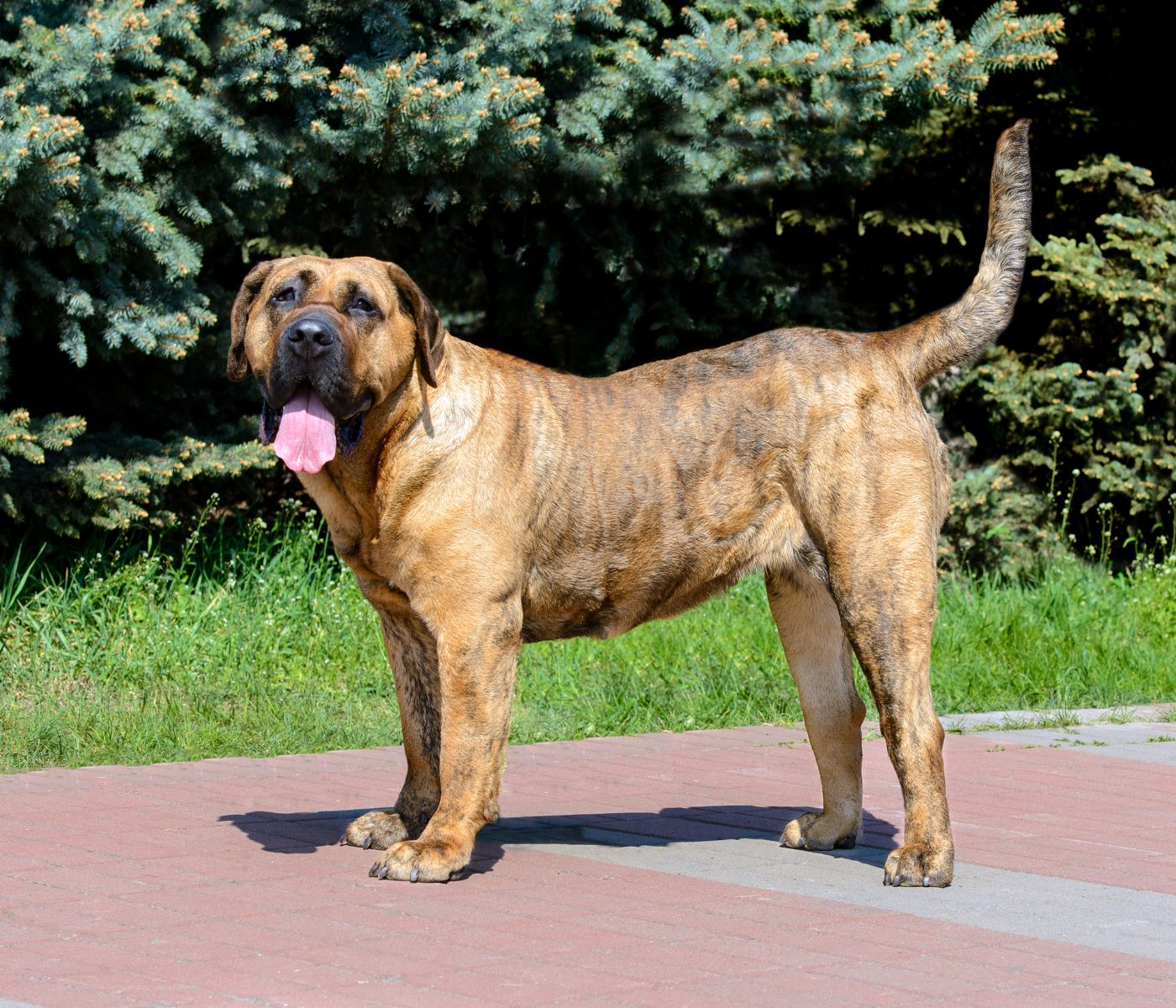 Presa Canario Pitbull Mix: Your Full Guide