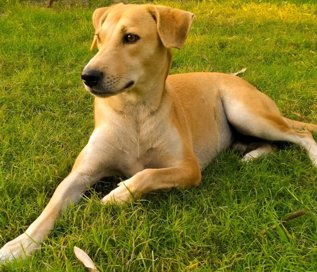 Should you be Able to See your Dog’s Ribs? Patmydoggie