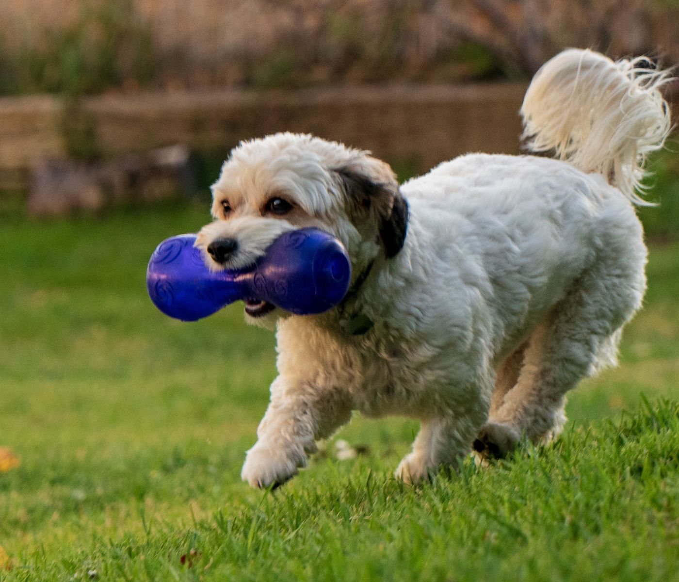 Why do dogs howl at squeaky toys?