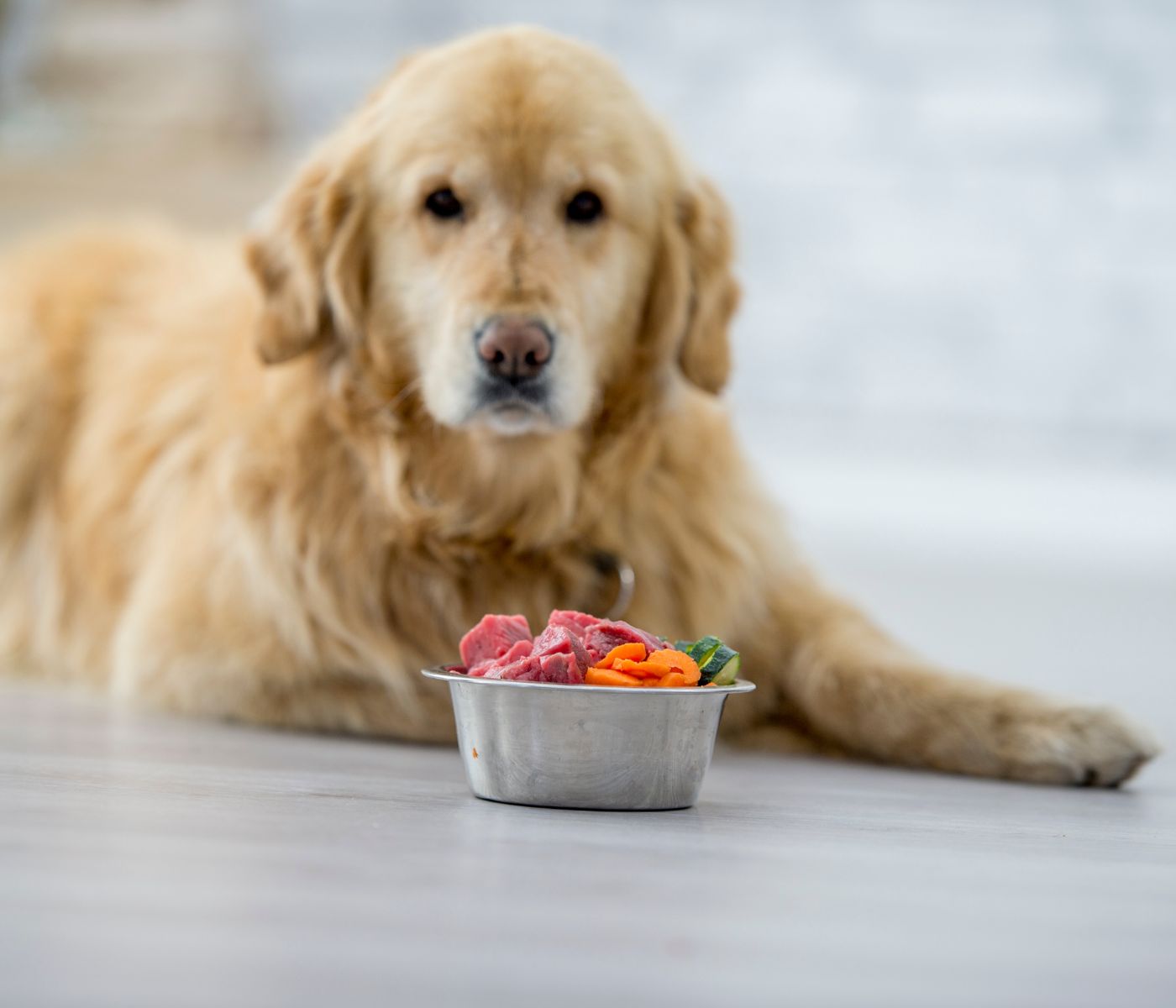 Can Dogs Eat Seasoned Meat?