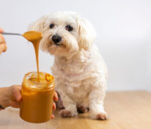 Can Dogs Eat Peanut Butter?