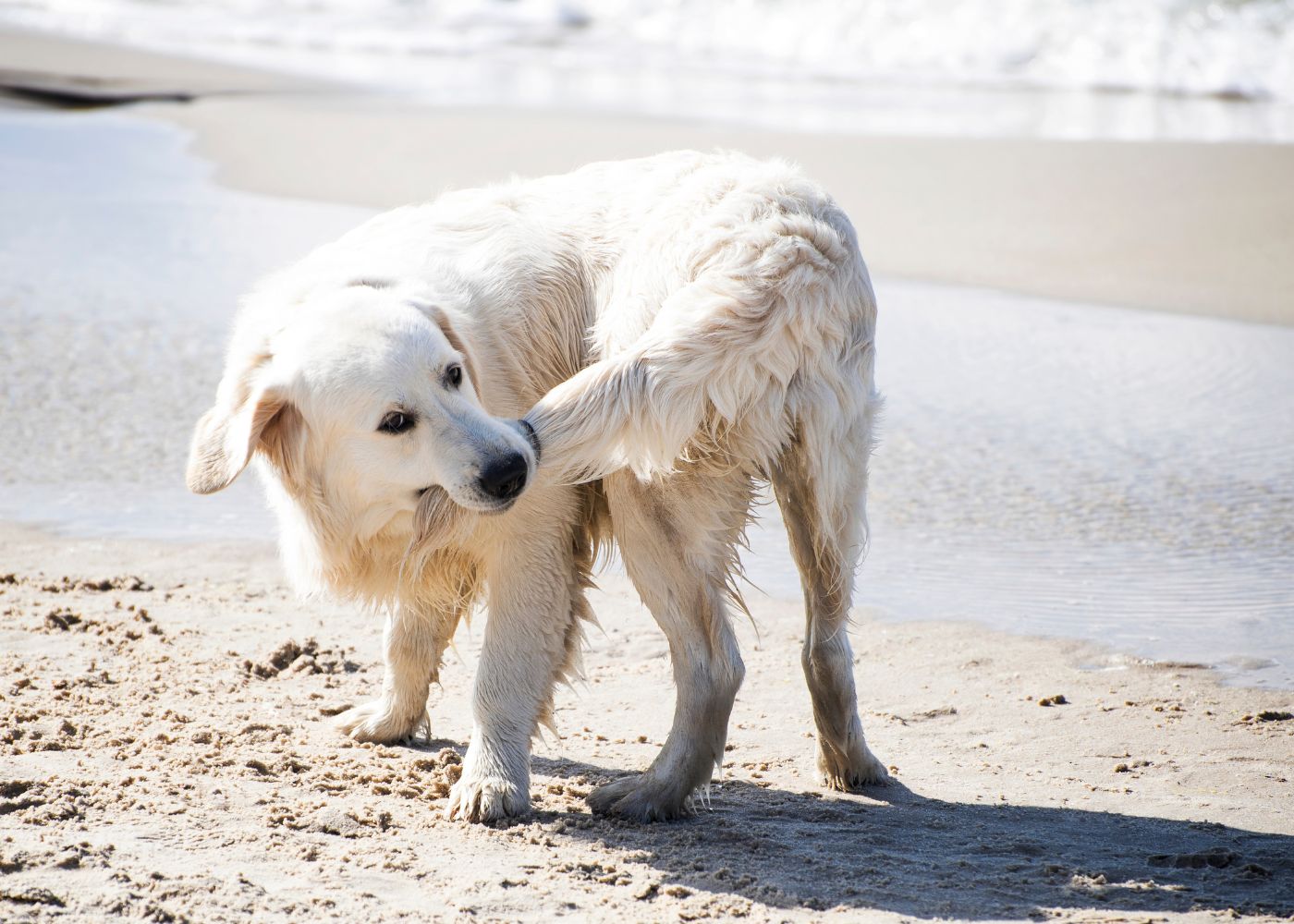 Why Does My Dog Keep Chewing His Butt And Tail? - Patmydoggie