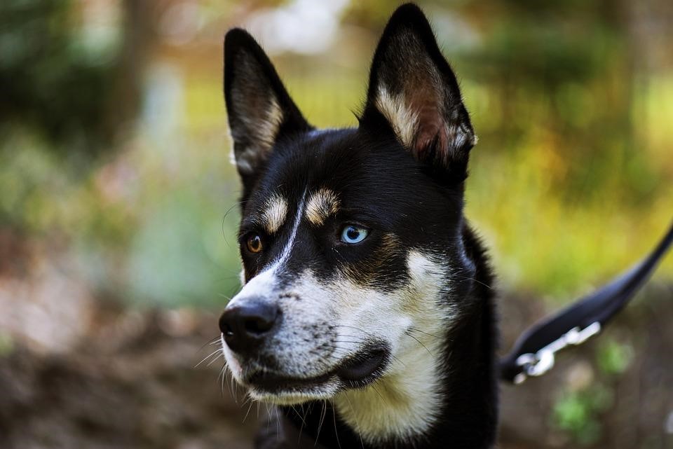 Pitbull Husky Mix: Your Practical guide
