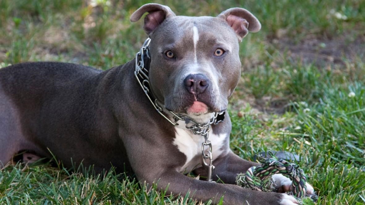 How do I know if my Pitbull is Overweight? - Patmydoggie