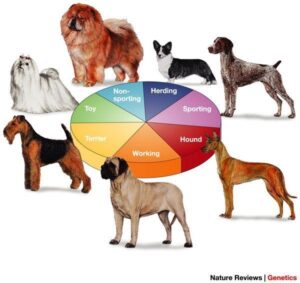 Dog Breed Guide: Understanding the 7 AKC Dog Breed Groups
