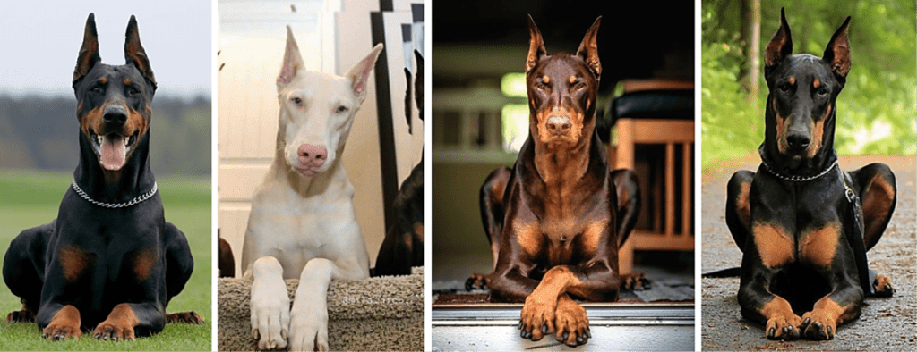 Are Dobermans good dogs?