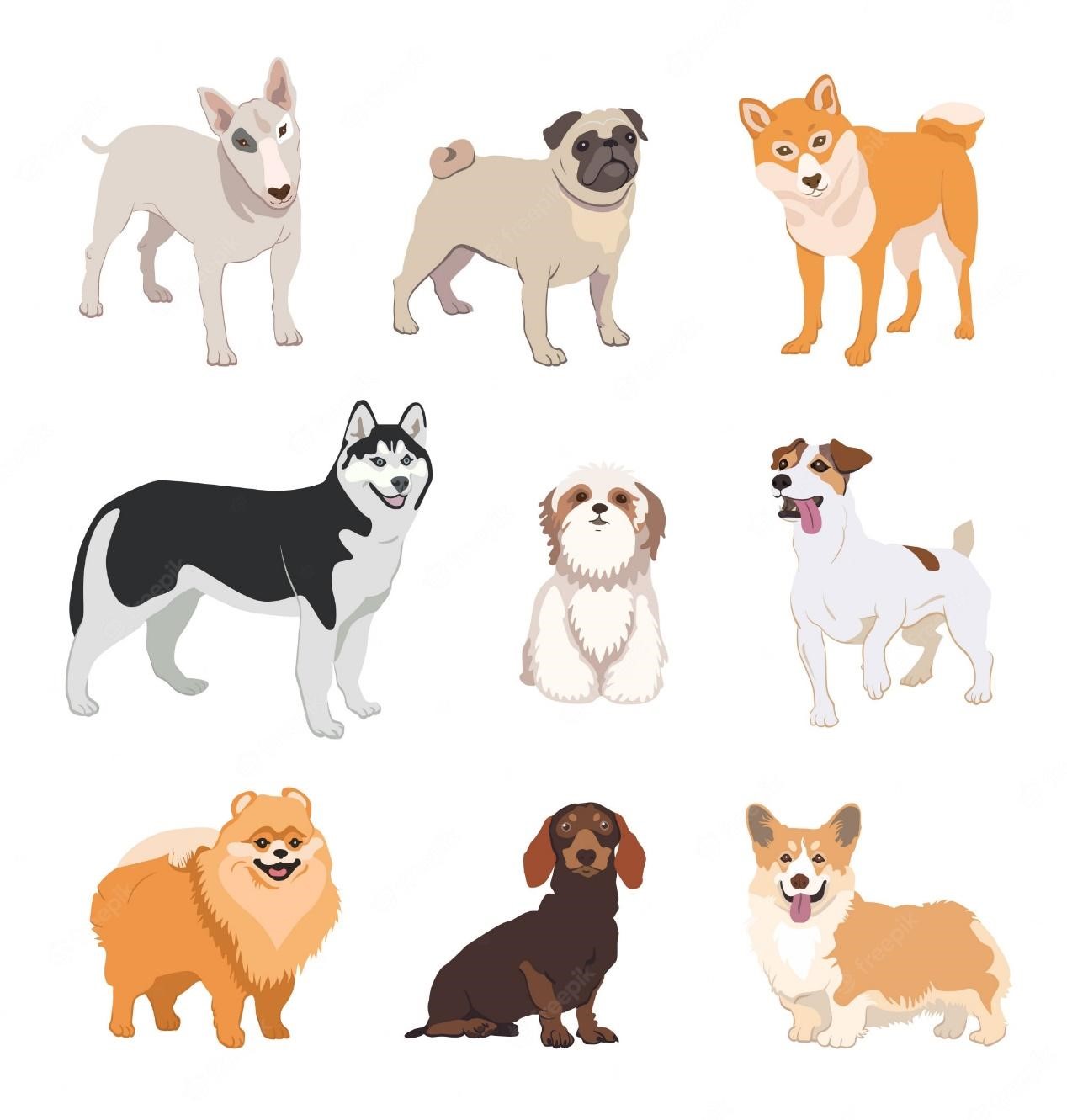 Discovering the Diversity in Dog Breeds and Body Types: