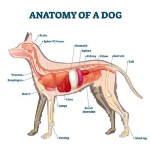 Discovering the Diversity in Dog Breeds and Body Types: