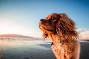 Can I take my 9-week-old puppy to the beach?