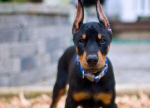 Are Dobermans good dogs?