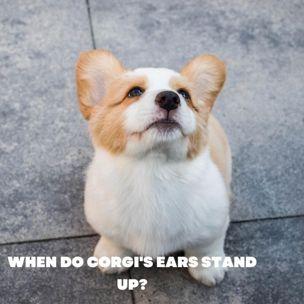 When Do Corgi Ears Stand Up? - Patmydoggie