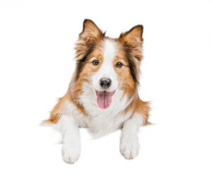 What breed of dogs have white paws?