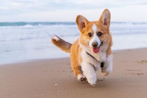 Can I take my 9-week-old puppy to the beach?