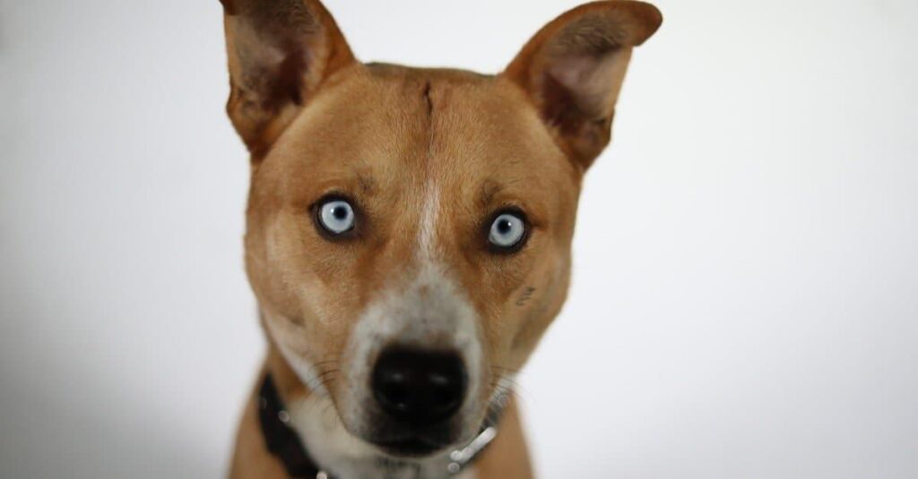 Pitbull Husky Mix: Your Practical guide
