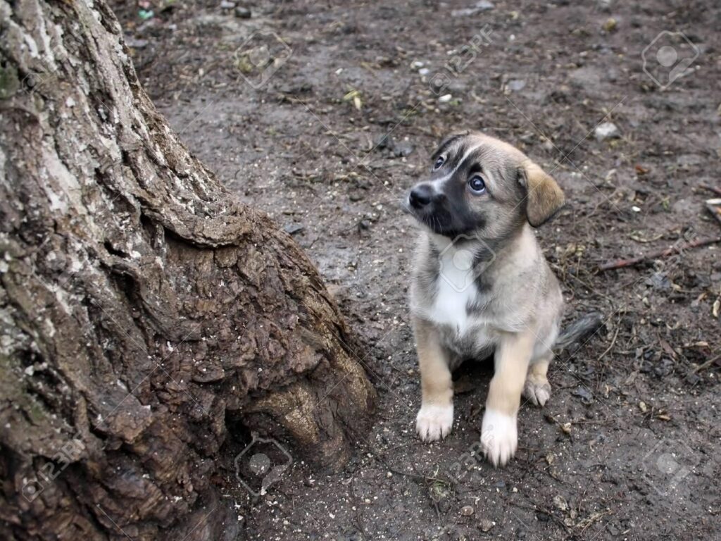 What breed of dogs have white paws?