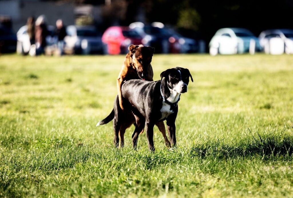 How long does it take for a dog's knot to go down?
