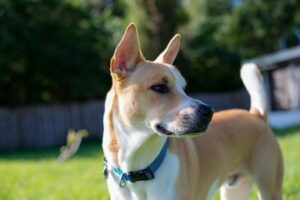 Pitbull Husky Mix: Your Practical guide

