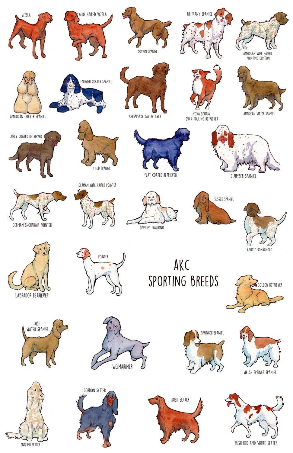 Dog Breed Guide: Understanding The 7 AKC Dog Breed Groups - Patmydoggie