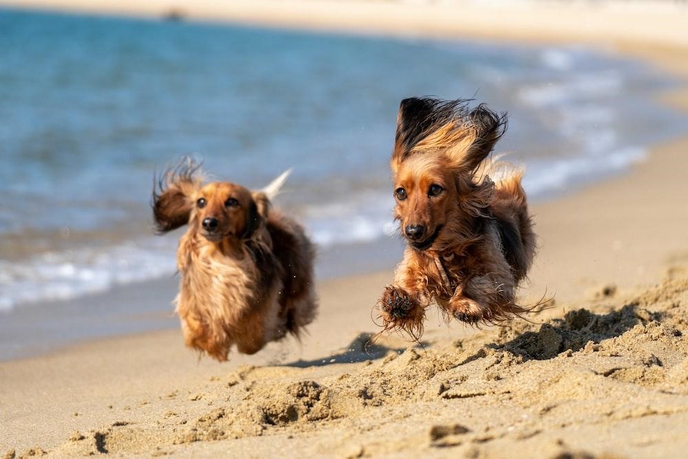 Can I take my 9-week-old puppy to the beach?