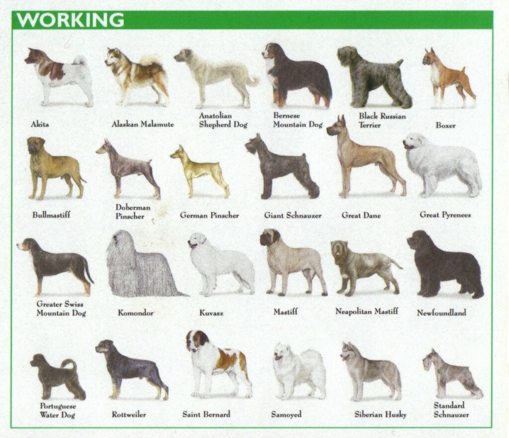 Dog Breed Guide: Understanding the 7 AKC Dog Breed Groups
