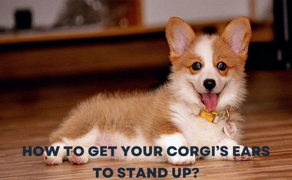 When Do Corgi Ears Stand Up?
