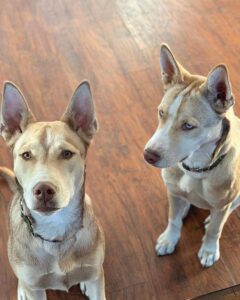 Pitbull Husky Mix: Your Practical guide
