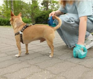 Why does my dog poop so much on walks?