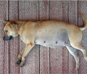 Is your Dog pregnant? Signs and what to do!